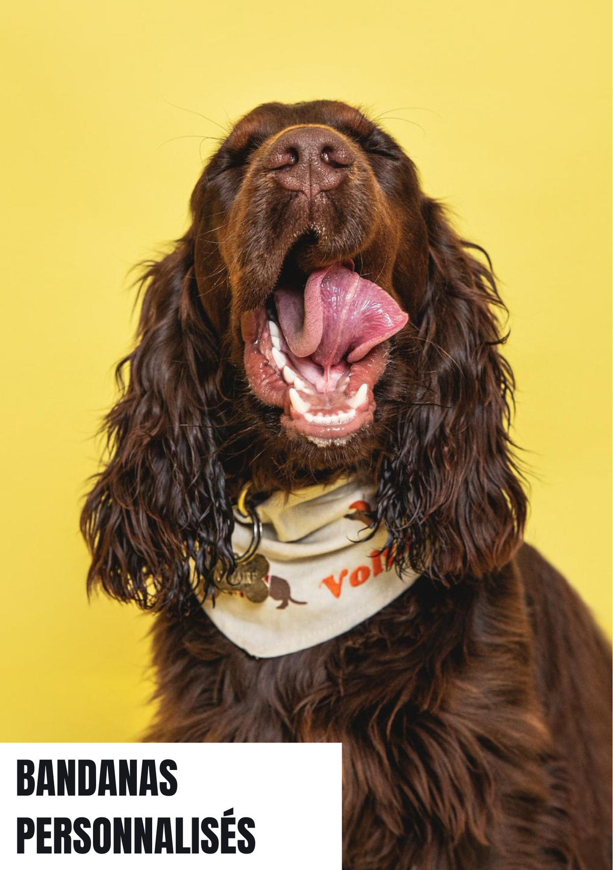 Bandanas pour chien personnalisables brodés