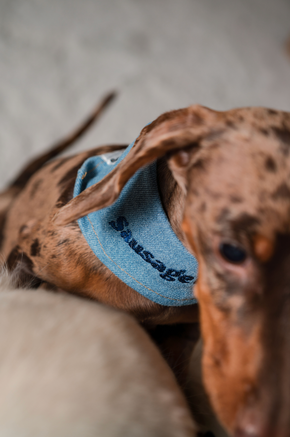 Bandana pour chien à message SAUSAGE DOG 🌭