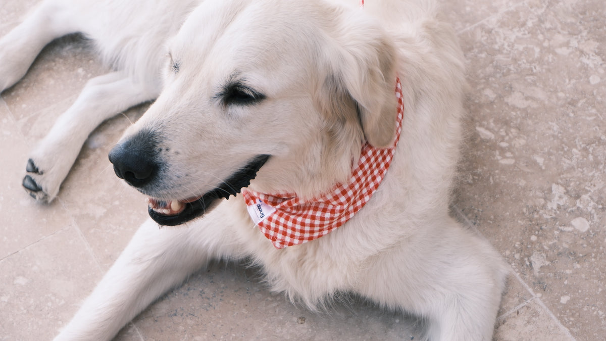 Bandana pour chien personnalisable VICHY ROUGE