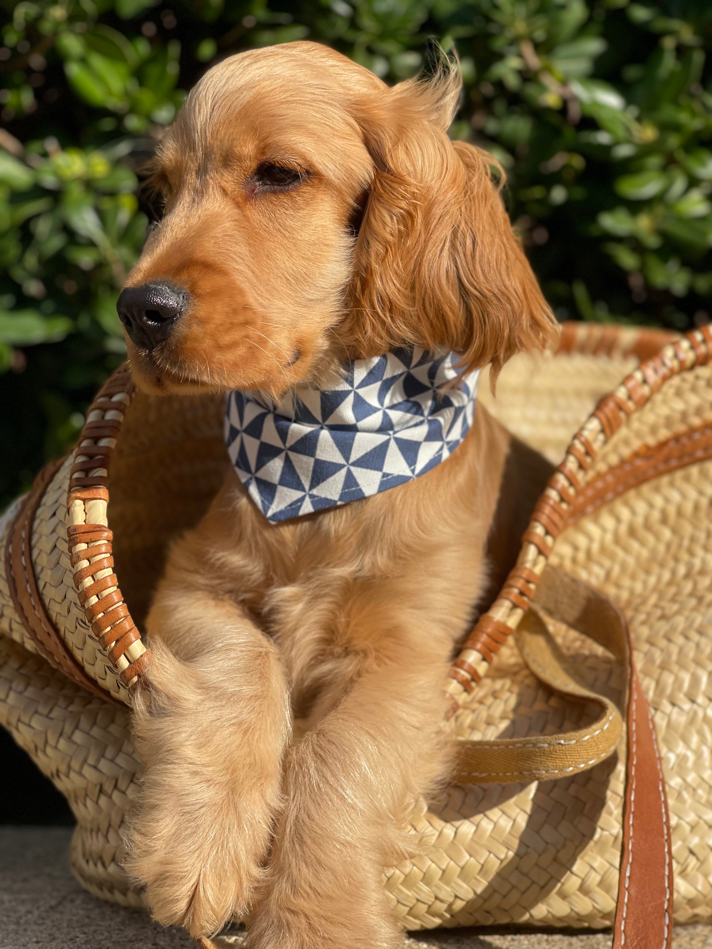 Bandana pour chien GÉOMÉTRIQUE