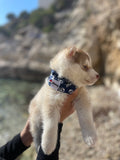 Bandana pour chien personnalisable REBEL
